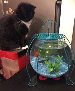 Carcasse de protection pour aquarium