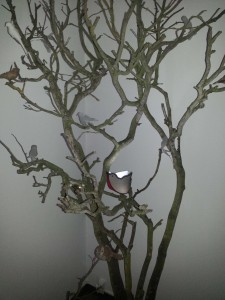 Un oiseau sur son arbre